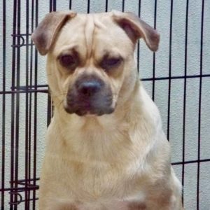 Picture of Pugsley