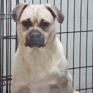 Picture of Pugsley