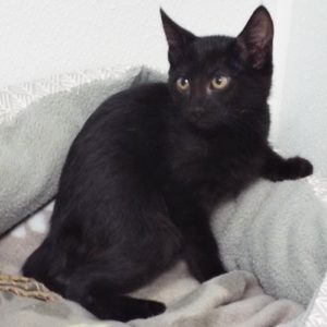 Picture of Raspberry