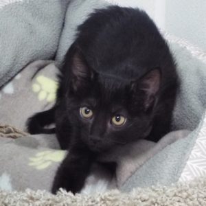 Picture of Raspberry