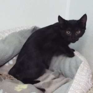 Picture of Raspberry