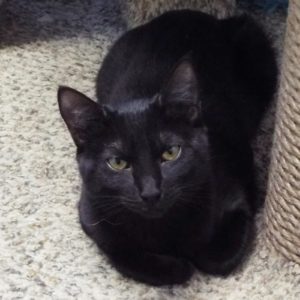 Picture of Raspberry