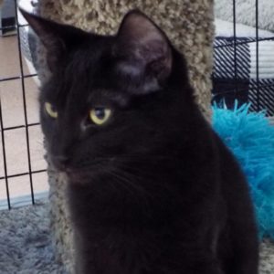 Picture of Raspberry