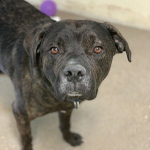 Picture of Sampson