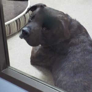 Picture of Sampson