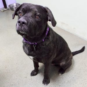 Picture of Sampson