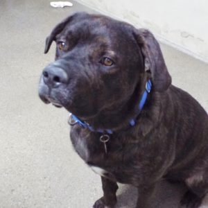 Picture of Sampson