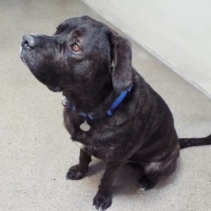 Picture of Sampson