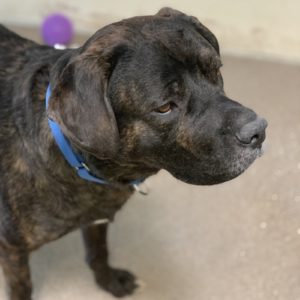 Picture of Sampson