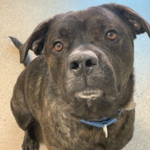 Picture of Sampson