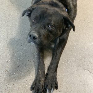 Picture of Sampson