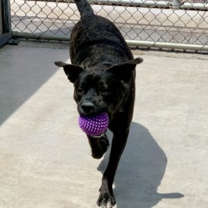 Picture of Sampson