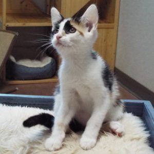 Picture of Shiraz