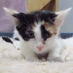 Picture of Shiraz