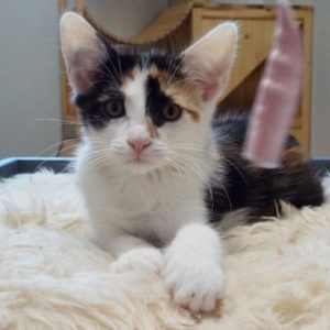 Picture of Shiraz