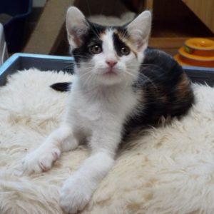 Picture of Shiraz