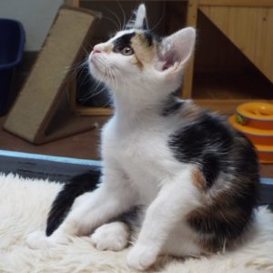 Picture of Shiraz
