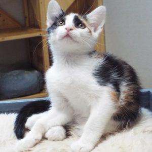 Picture of Shiraz