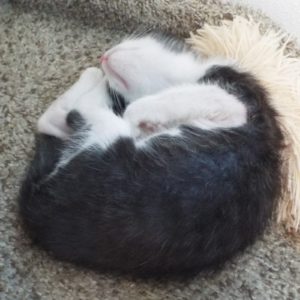 Picture of St. Vinny