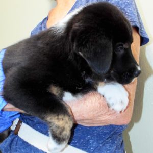 Picture of Susie