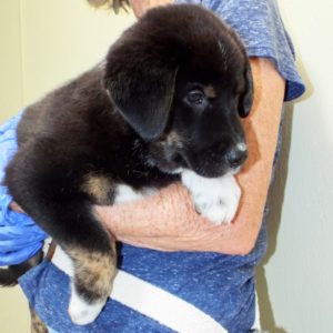 Picture of Susie