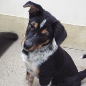 Picture of Tommy