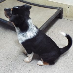 Picture of Tommy