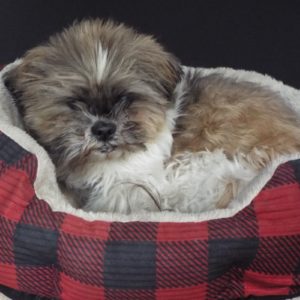 Picture of Amos (R.B.)