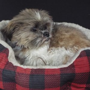 Picture of Amos (R.B.)