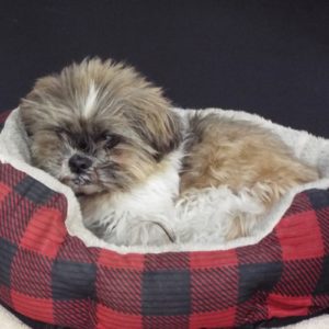 Picture of Amos (R.B.)