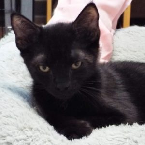 Picture of Bagel