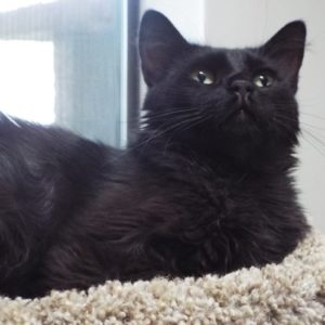 Picture of Black Velvet