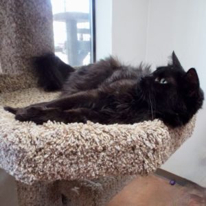 Picture of Black Velvet