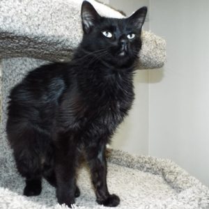 Picture of Black Velvet