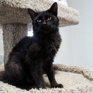 Picture of Black Velvet