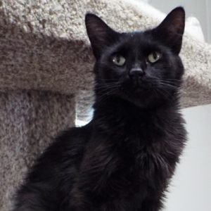 Picture of Black Velvet