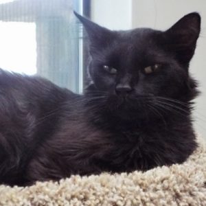 Picture of Black Velvet