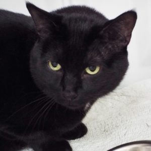 Picture of Boo