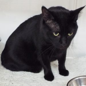Picture of Boo