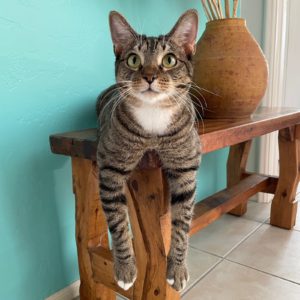 Picture of Cato