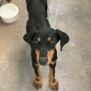 Picture of Char