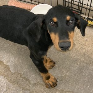 Picture of Char