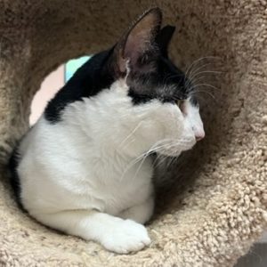 Picture of Cow Kitty