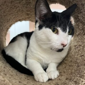 Picture of Cow Kitty