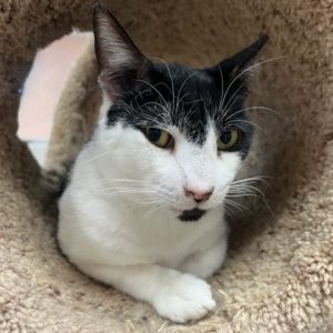 Picture of Cow Kitty