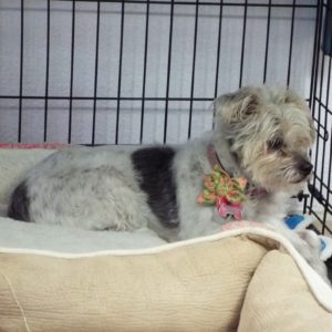 Picture of Daisy Mae