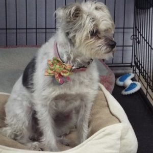 Picture of Daisy Mae
