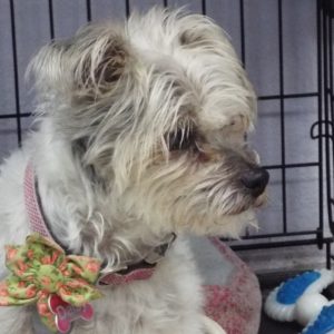 Picture of Daisy Mae