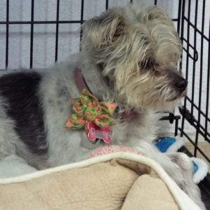 Picture of Daisy Mae