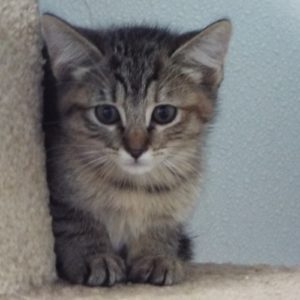 Picture of Dash